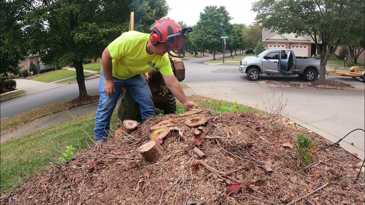 Can You Plant a Tree After Stump Grinding? YouTube