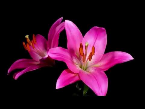 آهنگ جدید از غلام رضا عباسی نام آهنگ شاپرک پرواز کن پرواز 