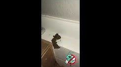 The Bug Master Pest Control Disinfecting Youtube