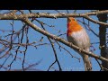 Зарянка (Erithacus rubecula) - весенняя песня | Film Studio Aves