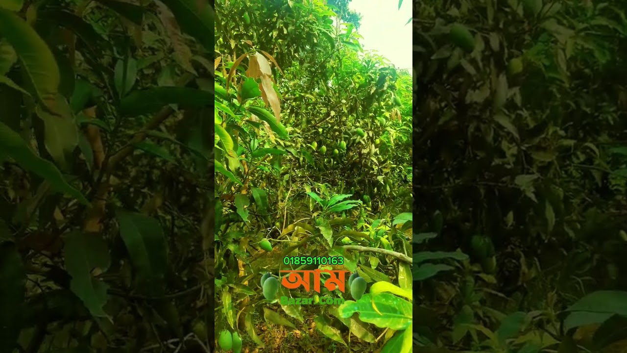 Rajshahi Mango garden visit time🥭