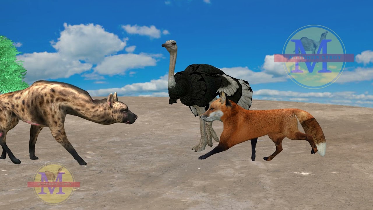 sheekadii gorayada,dhurwaaga,dawacada iyo dabkii laga boodaayay