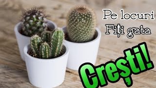 AM PLANTAT UN CACTUS FRUMOS