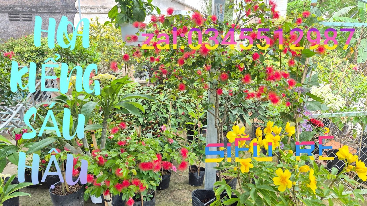 7/3/2026💫zalo:0345512987💥Vườn hoa kiểng SÁU HẬU gl ace hoa kiểng và cây ă trái các loại 