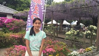 🏮Fuji Matsuri🏮El Matsuri De Glicinas Katemi