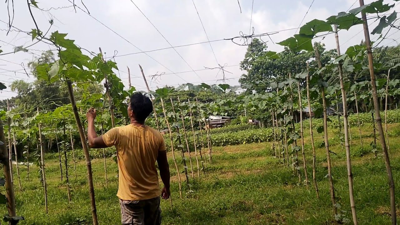 PAANO PABUNGAHIN ANG PATOLA (LUFFA) , UPDATE SA FARM 2