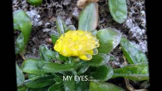 Jo-Cel - THE MELLOW TOUCH! - [The Search Is Over - Survivor] - [LYRICS] - 2011 JUNE
