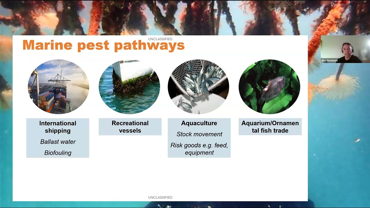 Marine Pest ID Webinar (updated content for summer 2025)