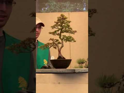 PSBA bonsai live
