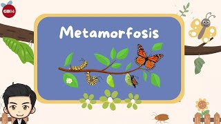 Download lagu Metamorphosis - Grade 3 Science Material, Independent Curriculum