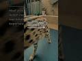 Love you nalaa #serval#Cat#Kucing