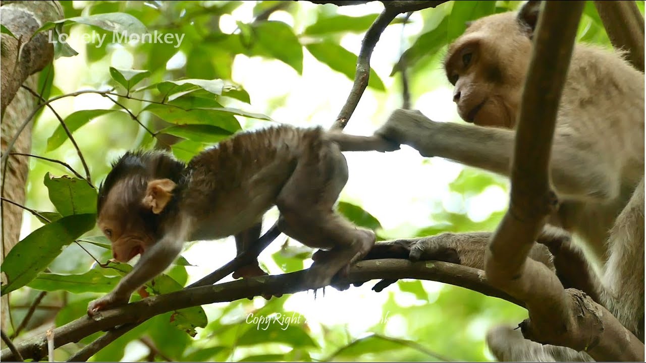 Pity Baby Lucas Cry Scared Loudly Call Mom Leyla Help Even Stay Nearby But Nothing Reaction Help.