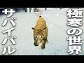 極寒の世紀末世界でサバイバル！危険なピューマー狩りに挑戦した結果【 The Long Dark #26 】