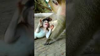 Beautiful Mother Feeding Her Babies Monkeys