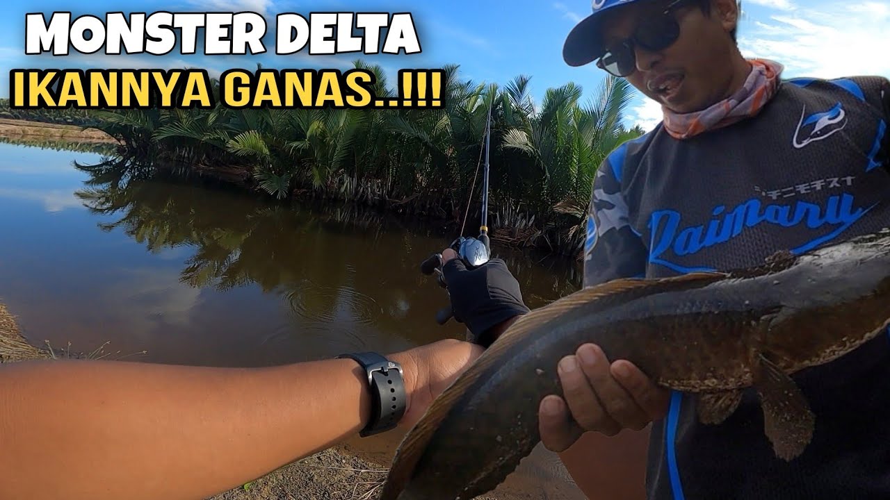 CASTING IKAN GABUS‼️SPOT DELTA MAHAKAM || MONSTER HARUAN PULAU SEBERANG