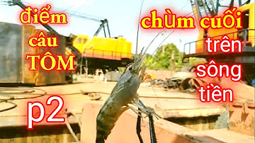 Câu tôm càng #2 Điểm câu tôm cực kỳ lý tưởng trên Sông Tiền / Xì long Fishing