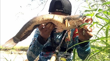 Câu cá lóc bằng mồi giả (lưởi mồi mềm bác tép ấn tượng bình định lên hugo )