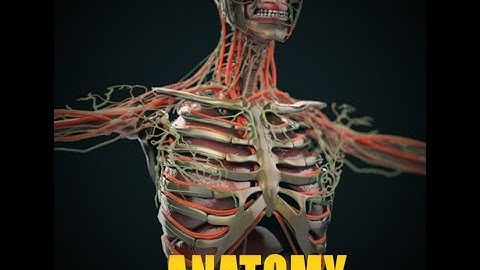 3D Model Human anatomy COMPLETE at 3DExport.com
