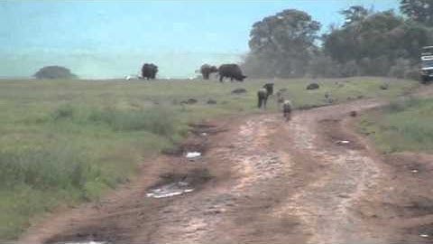 Hyena Wildebeest Chase Jan 31, '13