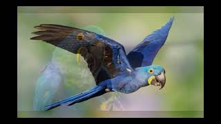 The Hyacinth Macaw Natures Perfect Design