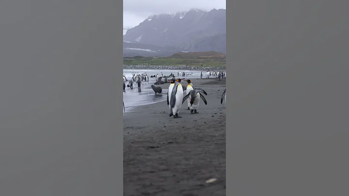 Penguin Parade on Antarctic Beach #Antarctica #Viral