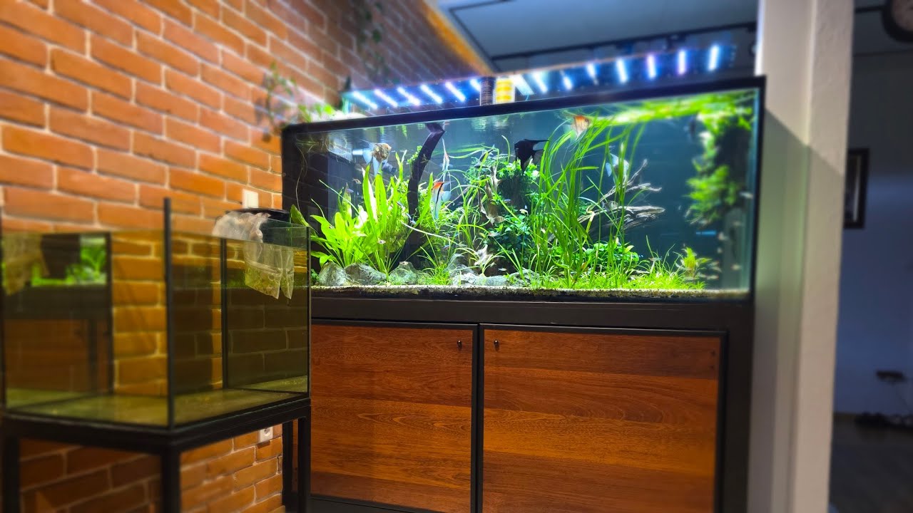 Paletki w akwarium.  Gdzie one są!?