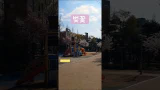 [#봄날]#문정동 ,#문정근린공원,#벚꽃,#레이디가가 ,#쇼츠 ,#shorts.