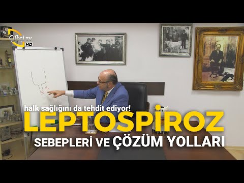 Halk Sağlığını Tehdit Eden "LEPTOSPİROZ" (Sebepleri ve Çözüm Yolları) - Dersimiz Hayvancılık