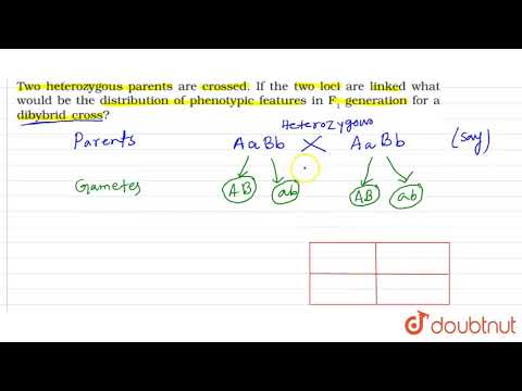 Two heterozygous parents are crossed. If the two loci are linked what would be