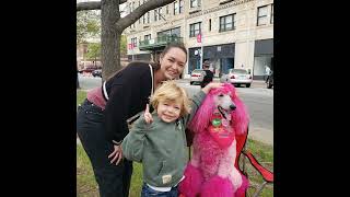 Wednesday at the park... 2026 CBF Cherry the Pink Poodle 