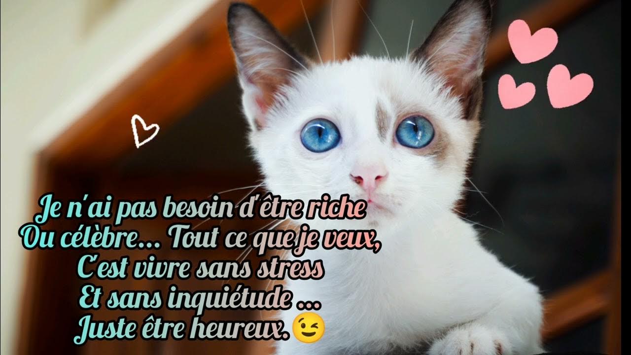 #proverbes #magnifique .Une vie de 🐱. - YouTube