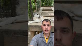 Wolf Hybrid Vs Wolf Dog - Whats The Difference?