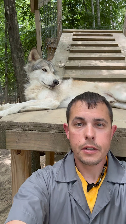 Wolf Hybrid vs Wolf Dog - Whats the Difference? #wolf #dog #animals #wildlife #shorts