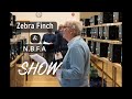 The zebra finch  nbfa society club show
