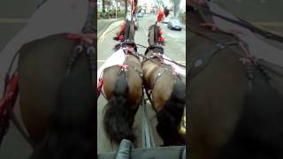 Black feathers horse drawn funeral