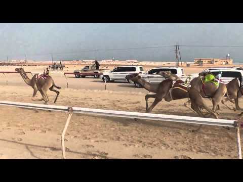 هجام علي مبارك بالنص المنصوري