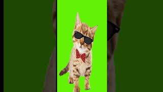 Funny Cat Green Screen 😻 Cute Kitten Chroma Key