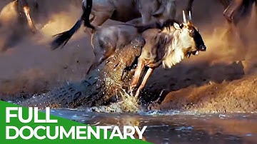 Wildlife Laws: Only the Fastest Will Survive | Free Documentary Nature