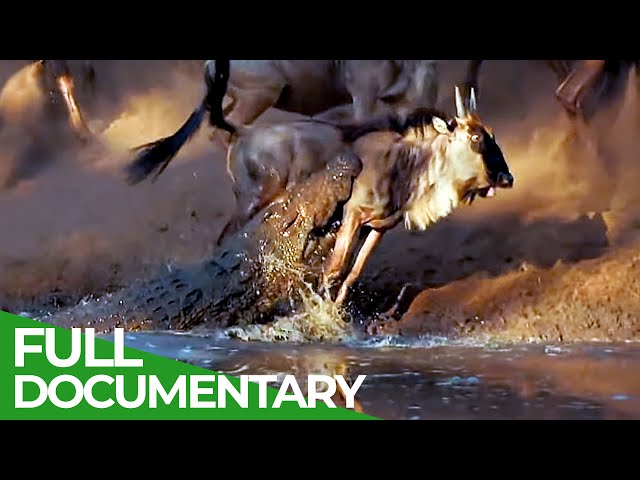 Wildlife Laws: Only the Fastest Will Survive | Free Documentary Nature class=