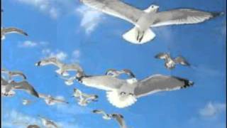 Török Ádám és a Mini - Sirály (Seagull)