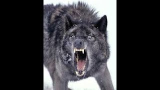 Metallica - Of Wolf And Man