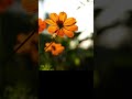 Amazing Flower Close-Up | Relaxing Nature Video