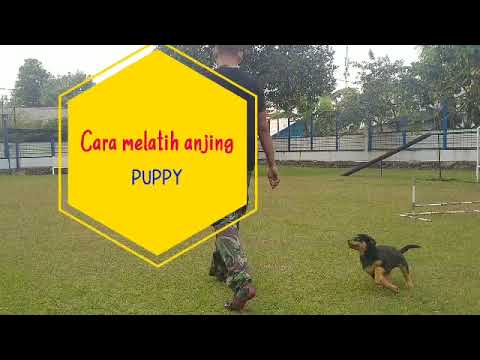 Video: Kaedah 3 Langkah Untuk Leash Melatih Anak Anjing