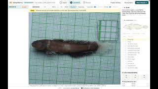 IchthyoMetrics v0.1.1 Tutorial | Fish Morphometrics Software | Aravind Manoj screenshot 1
