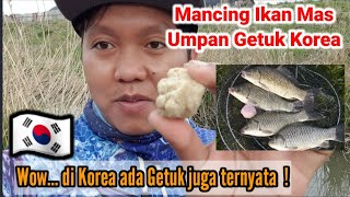 Mancing Ikan Mas Umpan Getuk Korea,Lihat Apa yang Terjadi !!