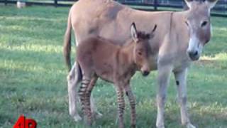 Raw Video: Zebra, Donkey Hybrid Born in Georgia