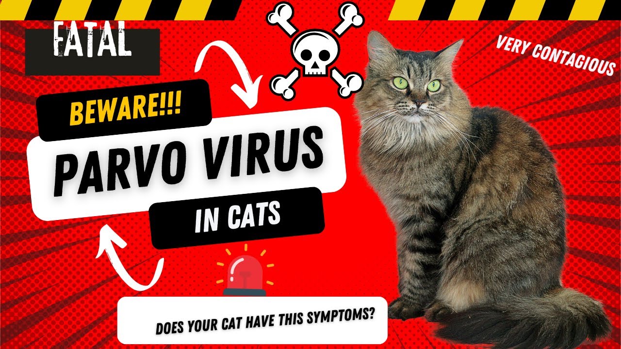 Parvo virus in Cats 🐈