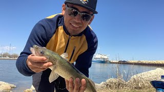 My first walleye or pickerel of the season at Gimli Manitoba Canada 🇨🇦