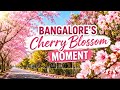 Bangalore’s Cherry Blossom🍒🌸#cherryblossom #bangalore #spring #sakura #pinkshade #pinkcity #trending
