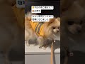 ちらし寿司のことお寿司って言うんじゃねーよだす